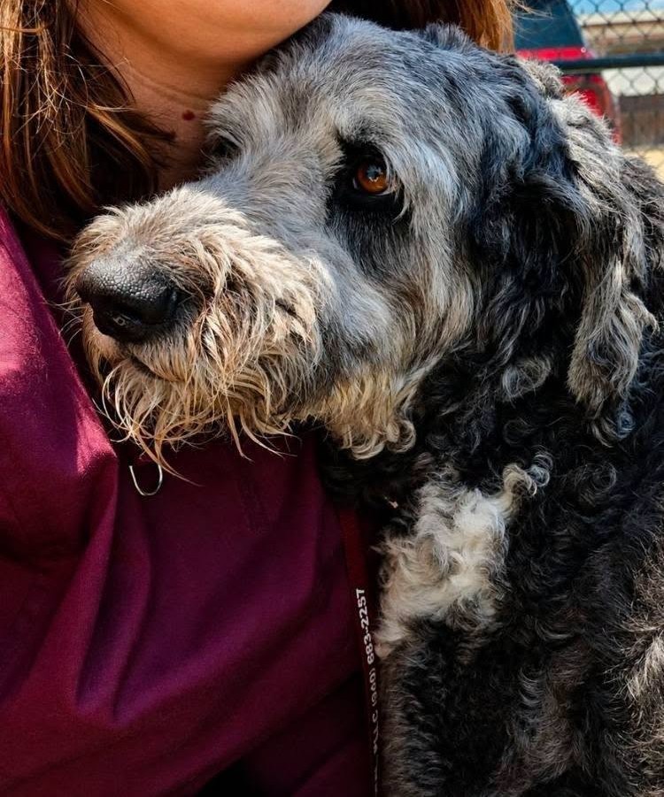 Sully, a grey and black curly-coated dog, resting his head on a volunteer's shoulder